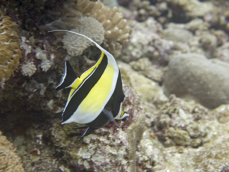 Shark's Cave 1, Moorish Idol